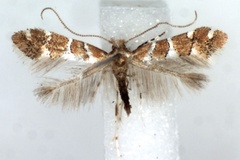 Phyllonorycter hibiscina