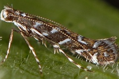 Parectopa ononidis