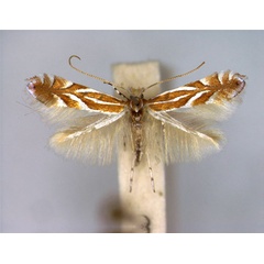 /filer/webapps/moths_gc/media/images/K/kusdasi_Phyllonorycter_A_EIHU.jpg