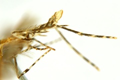 Diphtheroptila breynella