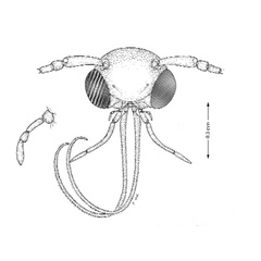 /filer/webapps/moths_gc/media/images/S/schinusae_Leurocephala_A_Davis et al_2011_75.jpg