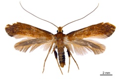 Kallia myopora
