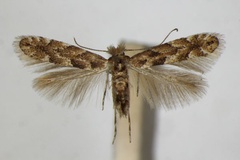 Phyllonorycter pastorella