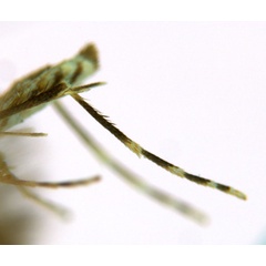 /filer/webapps/moths_gc/media/images/V/virosae_Diphtheroptila_PT7_leg_ANIC.jpg
