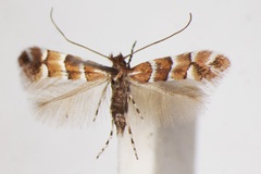 Phyllonorycter scabiosella