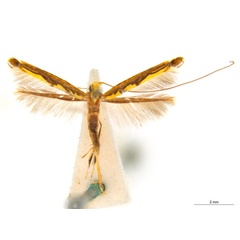/filer/webapps/moths_gc/media/images/P/pandoxa_Cuphodes_NULT025202_ANIC.jpg