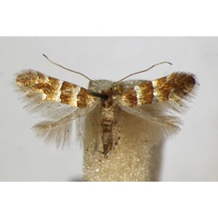 /filer/webapps/moths_gc/media/images/C/chrysella_Phyllonorycter_A_ZSM.jpg