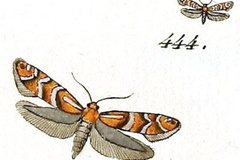 Phyllonorycter ulmifoliella