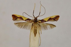 Caloptilia xanthopharella