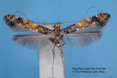 Gracillaria japonica