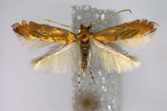 Phyllonorycter trojana