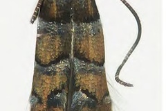 Chrysaster ostensackenella