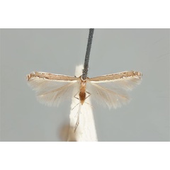 /filer/webapps/moths_gc/media/images/S/stereomita_Acrocercops_ST_ANIC31-036696_dorsal.jpg