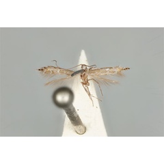 /filer/webapps/moths_gc/media/images/A/acares_Aristaea_ST_ANIC31-076452_dorsal.jpg