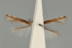 Acrocercops hedymopa