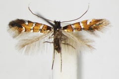 Phyllonorycter schreberella