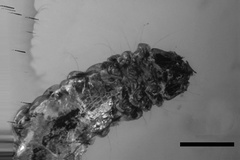 Phyllonorycter inopinata