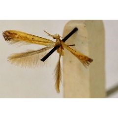 /filer/webapps/moths_gc/media/images/F/fera_Caloptilia_A_BMNH(E)-1324991.jpg