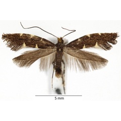 /filer/webapps/moths_gc/media/images/D/denticulella_Caloptilia_RBINS.jpg