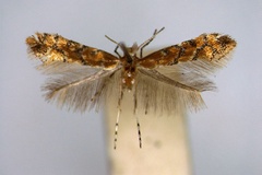 Phyllonorycter melanosparta