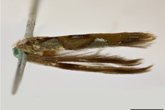 Eucosmophora atlantis