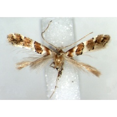 /filer/webapps/moths_gc/media/images/S/silvicola_Phyllonorycter_HT_RMCA.jpg