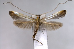 Caloptilia elongata