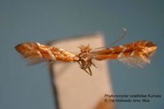 Phyllonorycter ovalifoliae