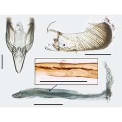 /filer/webapps/moths_gc/media/images/A/aesculi_Caloptilia_PT_GM_HUNAU.jpg