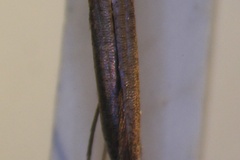 Caloptilia aeolastis