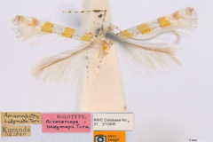 Acrocercops hedymopa