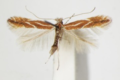 Phyllonorycter corylifoliella
