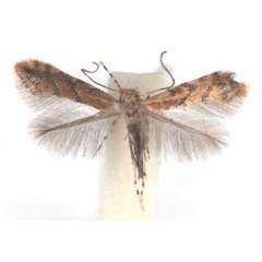 /filer/webapps/moths_gc/media/images/M/melanosparta_Phyllonorycter_A_TMSA.jpg