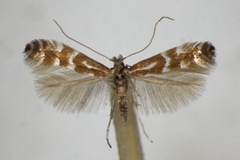 Phyllonorycter fraxinella