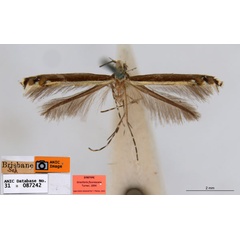 /filer/webapps/moths_gc/media/images/F/fluorescens_Acrocercops_ST5_ANIC.jpg