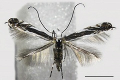 Micrurapteryx baranchikovi