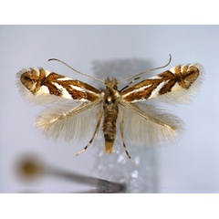 /filer/webapps/moths_gc/media/images/B/blancardella_Phyllonorycter_A_EIHU.jpg