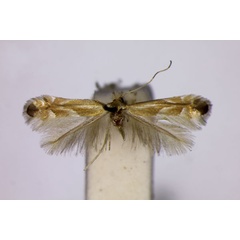 /filer/webapps/moths_gc/media/images/O/obsoleta_Phyllonorycter_ST_BMNH.jpg