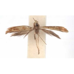 /filer/webapps/moths_gc/media/images/P/ptychospora_Caloptilia_PT_RMCA6129.jpg