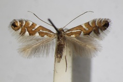 Phyllonorycter strigulatella