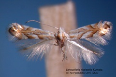 Phyllonorycter nigristella