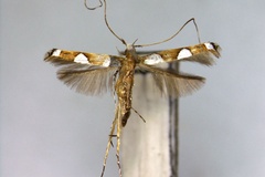 Monocercops nepalensis