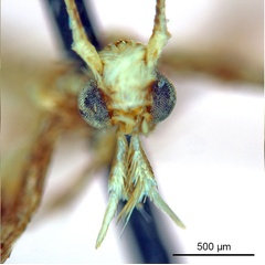 /filer/webapps/moths_gc/media/images/O/ochridorsellum_Diphtheroptila_AF1_head1_ANIC.jpg