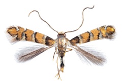 Chrysaster ostensackenella