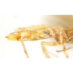 /filer/webapps/moths_gc/media/images/T/trigonophora_Epicephala_AF41_abdomen_ANIC.jpg