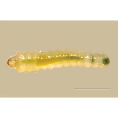 /filer/webapps/moths_gc/media/images/I/ivani_Phyllonorycter_larva2_Kirichenko-et-al_2019_28.jpg