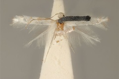 Acrocercops candida