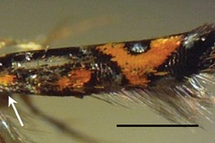 Philodoria auromagnifica