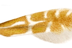 Phyllonorycter estrela