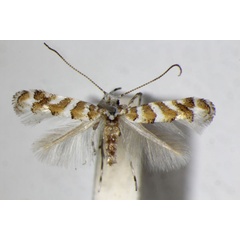 /filer/webapps/moths_gc/media/images/C/cupediella_Cupedia_A_ZSM_6.jpg